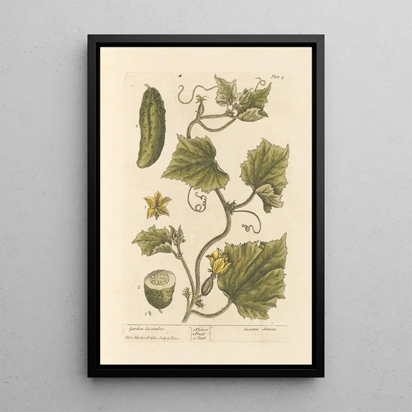 Concombre de jardin - Elizabeth Blackwell — ingelijst kunstwerk aan de muur