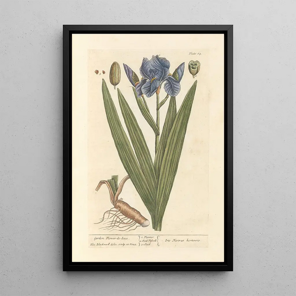 Iris de tuin - Elizabeth Blackwell — ingelijst kunstwerk aan de muur