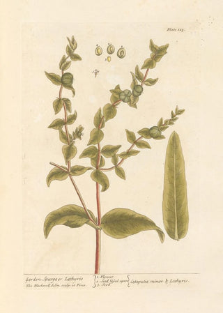Elizabeth Blackwell - Garden spurge or lathyris.webp