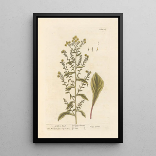 Elizabeth Blackwell - Golden rod.webp