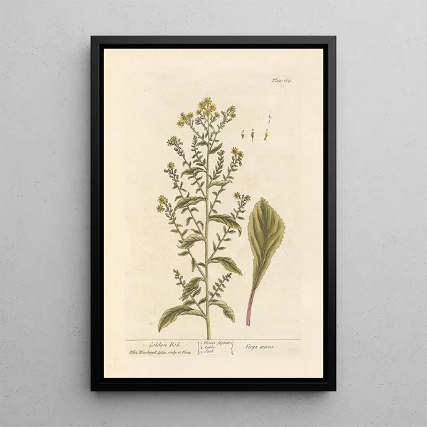 Verge d'or - Elizabeth Blackwell — ingelijst kunstwerk aan de muur