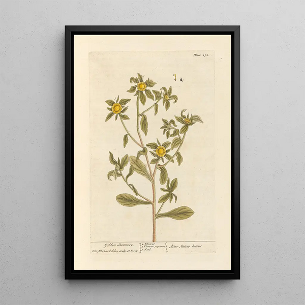 Aster doré - Elizabeth Blackwell — ingelijst kunstwerk aan de muur