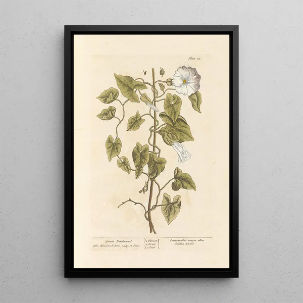 Liseron des haies - Elizabeth Blackwell — ingelijst kunstwerk aan de muur