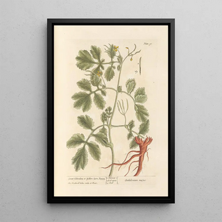 Elizabeth Blackwell - Great celandine or yellowhorn poppy.webp