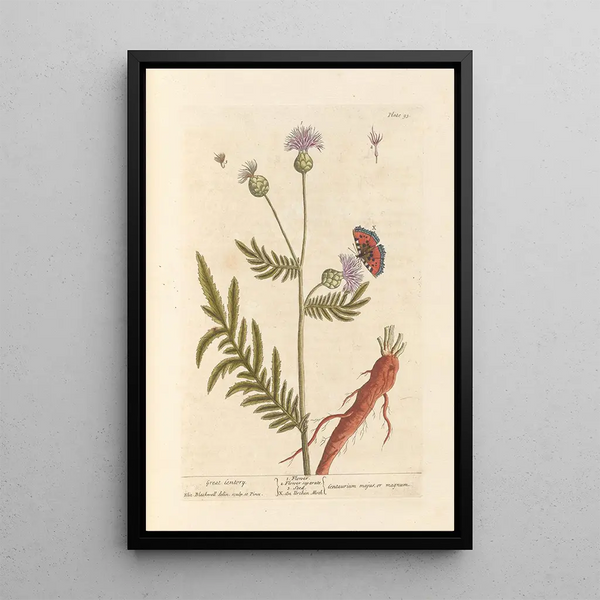 Grote centaurée - Elizabeth Blackwell — ingelijst kunstwerk aan de muur