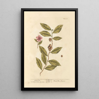 Elizabeth Blackwell - Green tea.webp
