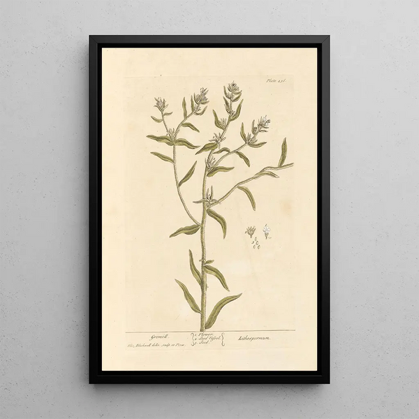 Grémil - Elizabeth Blackwell — ingelijst kunstwerk aan de muur