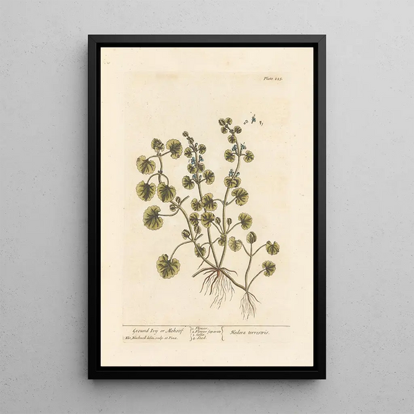 Lierre terrestre ou gléchome - Elizabeth Blackwell — ingelijst kunstwerk aan de muur
