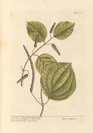 Elizabeth Blackwell - Hans Sloans long pepper long pepper of the shops.webp