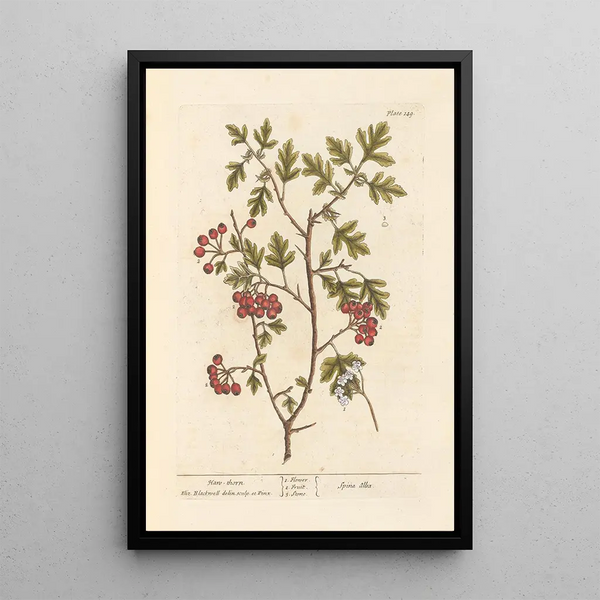 Meidoorn - Elizabeth Blackwell — ingelijst kunstwerk aan de muur