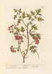 Hawthorn - Elizabeth Blackwell — artwork view