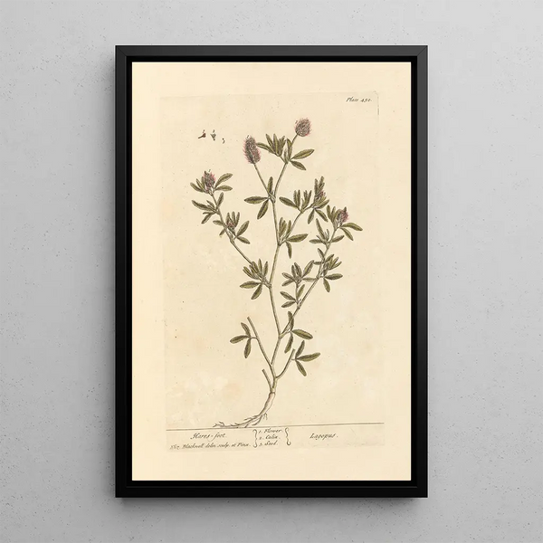 Pied de lièvre - Elizabeth Blackwell — ingelijst kunstwerk aan de muur