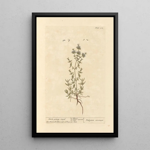 Menthe pouliot - Elizabeth Blackwell — ingelijst kunstwerk aan de muur