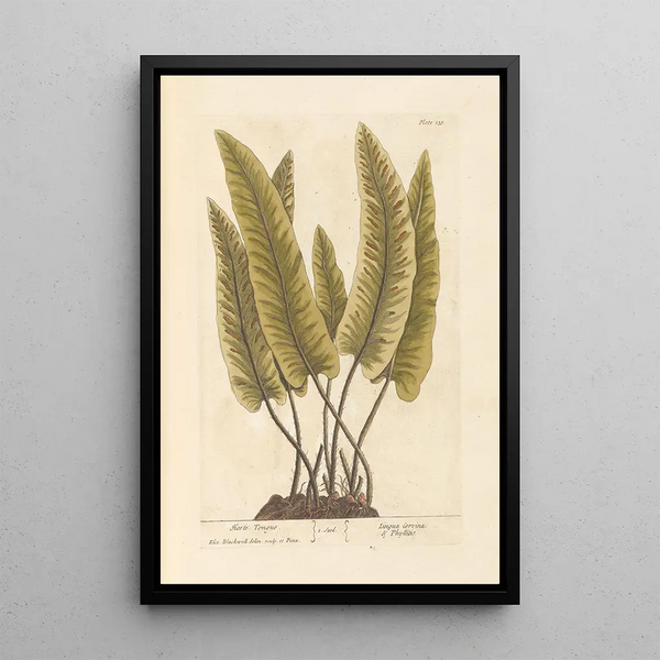 Scolopendre - Elizabeth Blackwell — ingelijst kunstwerk aan de muur