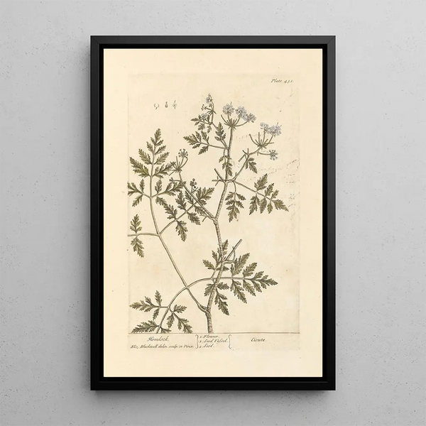 Ciguë - Elizabeth Blackwell — ingelijst kunstwerk aan de muur