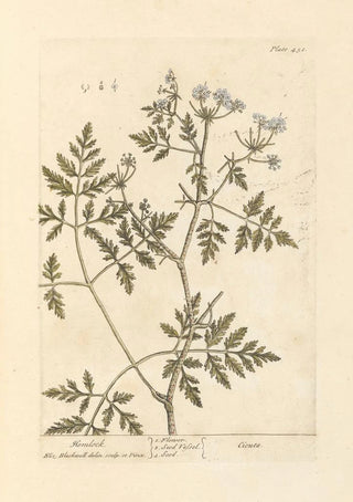 Elizabeth Blackwell - Hemlock.webp