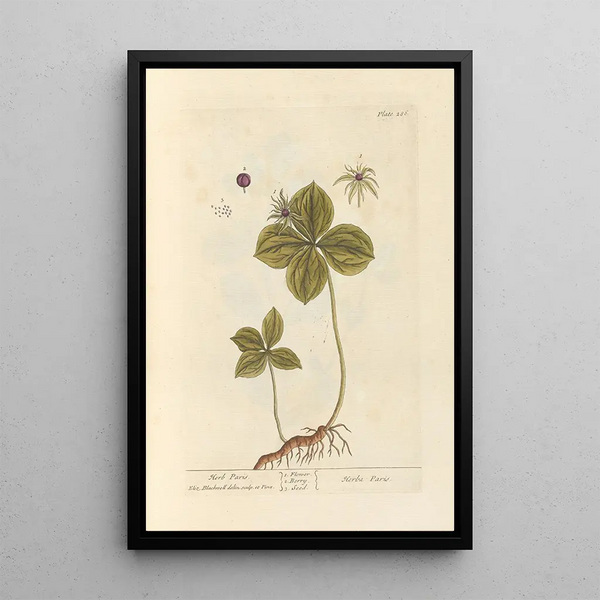 Parisette - Elizabeth Blackwell — ingelijst kunstwerk aan de muur
