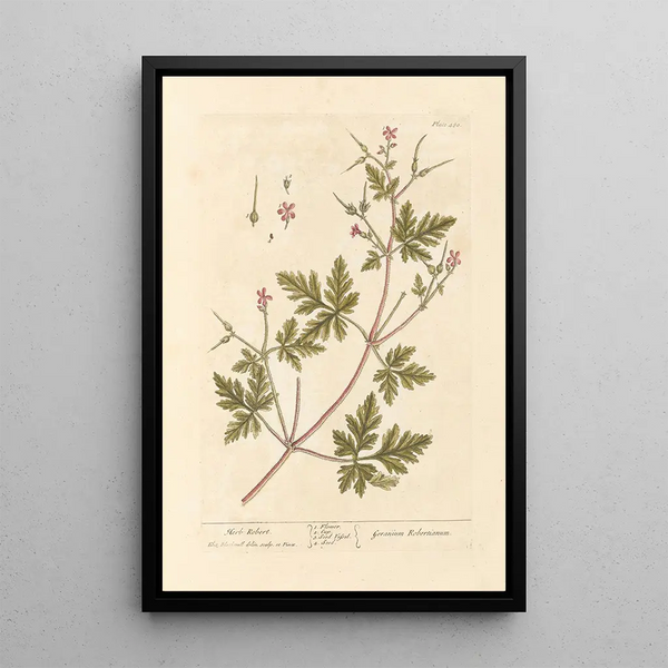 Géranium Herbe-à-Robert - Elizabeth Blackwell — ingelijst kunstwerk aan de muur