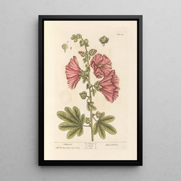 Rozenklimop - Elizabeth Blackwell — ingelijst kunstwerk aan de muur