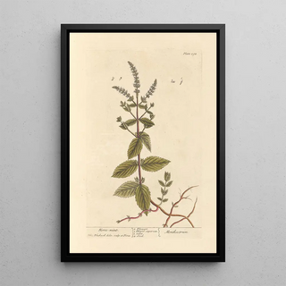 Elizabeth Blackwell - Horse mint.webp