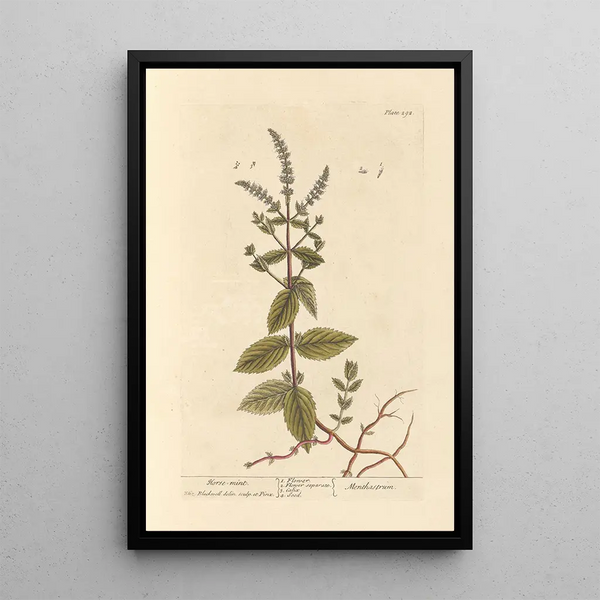 Menthe chevaline - Elizabeth Blackwell — ingelijst kunstwerk aan de muur
