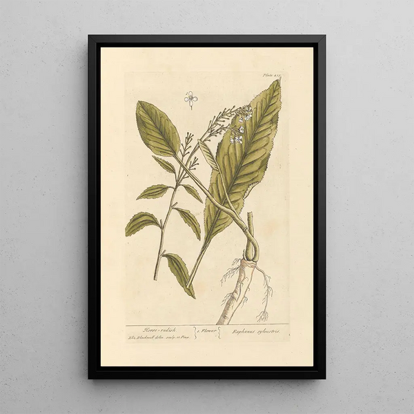 Raifort - Elizabeth Blackwell — ingelijst kunstwerk aan de muur
