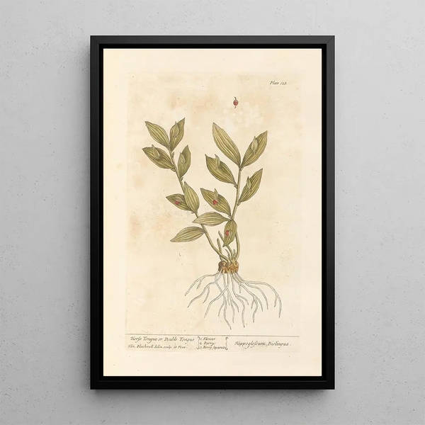 Langue de cheval of dubbele taal - Elizabeth Blackwell — ingelijst kunstwerk aan de muur