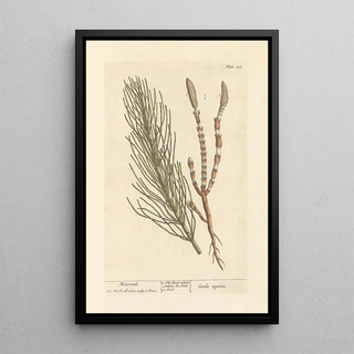 Elizabeth Blackwell - Horsetail.webp