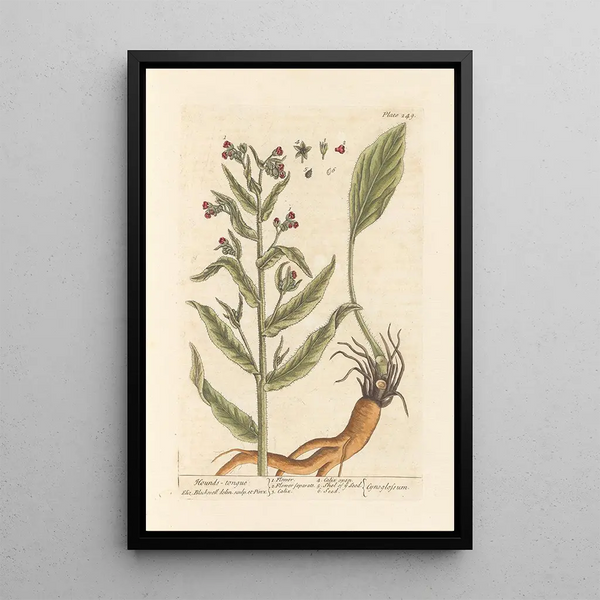 Cynoglosse - Elizabeth Blackwell — ingelijst kunstwerk aan de muur