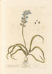 Hyacinth or Bellflower - Elizabeth Blackwell — artwork view