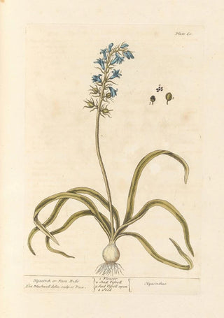 Elizabeth Blackwell - Hyacinth or hare bells.webp