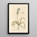 Hyacinth or Bellflower - Elizabeth Blackwell — framed artwork on a wall