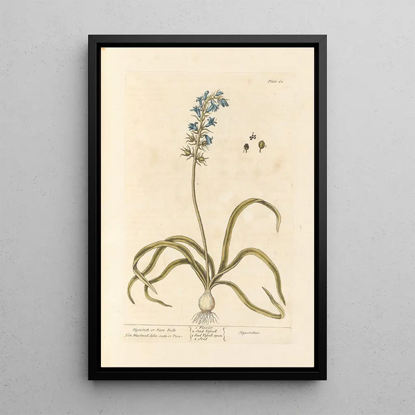 Jacinthe ou clochette - Elizabeth Blackwell — ingelijst kunstwerk aan de muur