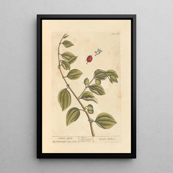 Pommes d'Inde - Elizabeth Blackwell — ingelijst kunstwerk aan de muur