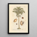 Noix d'Inde - Elizabeth Blackwell — framed artwork on a wall