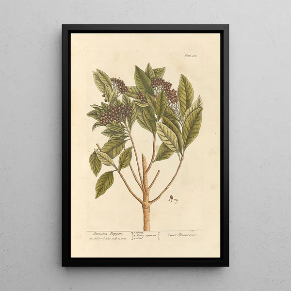 Peper uit Jamaica - Elizabeth Blackwell — ingelijst kunstwerk aan de muur