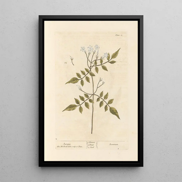 Jasmin - Elizabeth Blackwell — ingelijst kunstwerk aan de muur