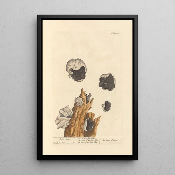 Oreilles de Judas - Elizabeth Blackwell — ingelijst kunstwerk aan de muur