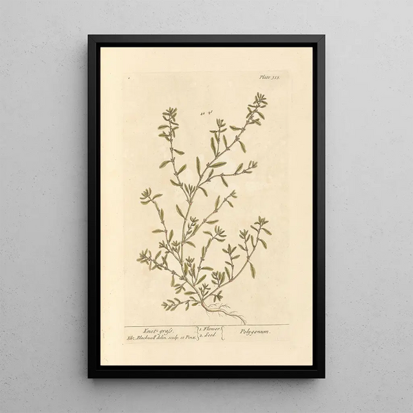 Renouée - Elizabeth Blackwell — ingelijst kunstwerk aan de muur