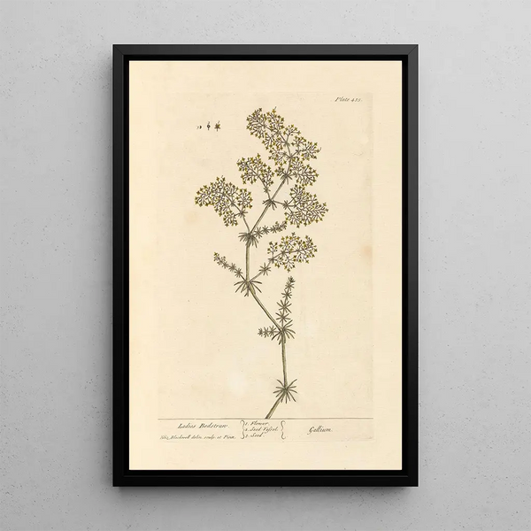 Caille-lait - Elizabeth Blackwell — ingelijst kunstwerk aan de muur