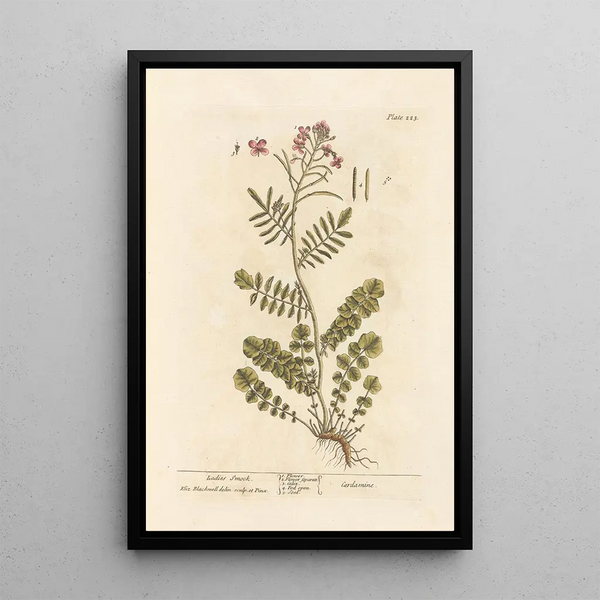 Cardamine des prés - Elizabeth Blackwell — ingelijst kunstwerk aan de muur