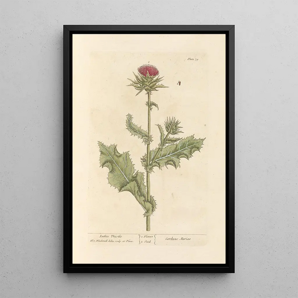 Chardon-Marie - Elizabeth Blackwell — ingelijst kunstwerk aan de muur