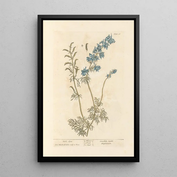Pieper - Elizabeth Blackwell — ingelijst kunstwerk aan de muur
