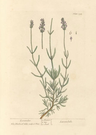 Elizabeth Blackwell - Lavender.webp