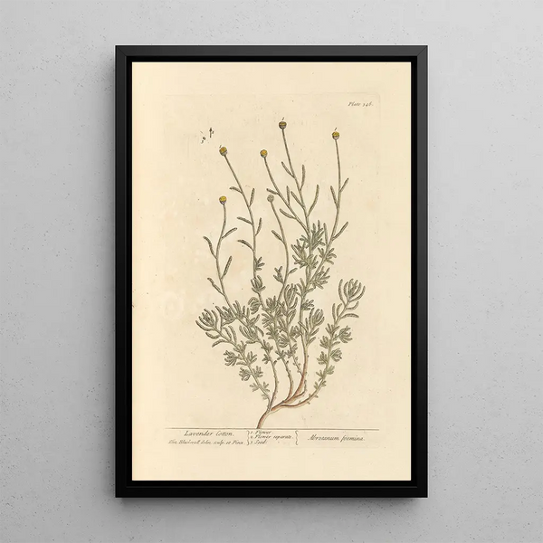 Santoline - Elizabeth Blackwell — ingelijst kunstwerk aan de muur
