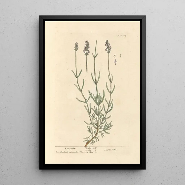 Lavendel - Elizabeth Blackwell — ingelijst kunstwerk aan de muur