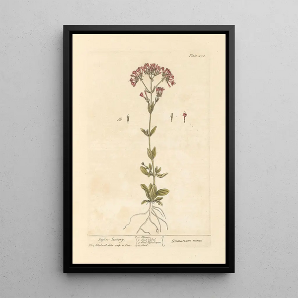 Petite centaurée - Elizabeth Blackwell — ingelijst kunstwerk aan de muur