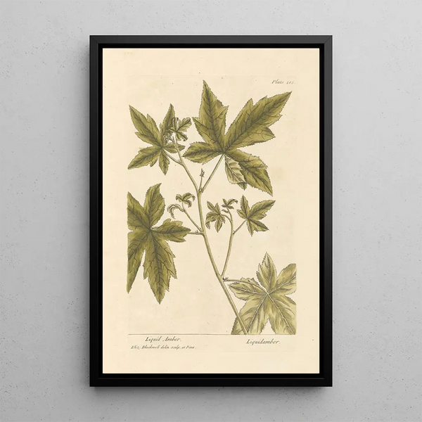 Copalme - Elizabeth Blackwell — ingelijst kunstwerk aan de muur