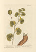 Aristoloche longue - Elizabeth Blackwell — artwork view