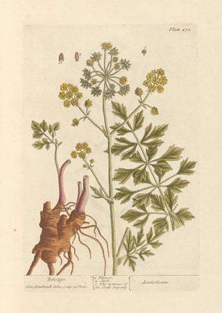 Elizabeth Blackwell - Lovage.webp